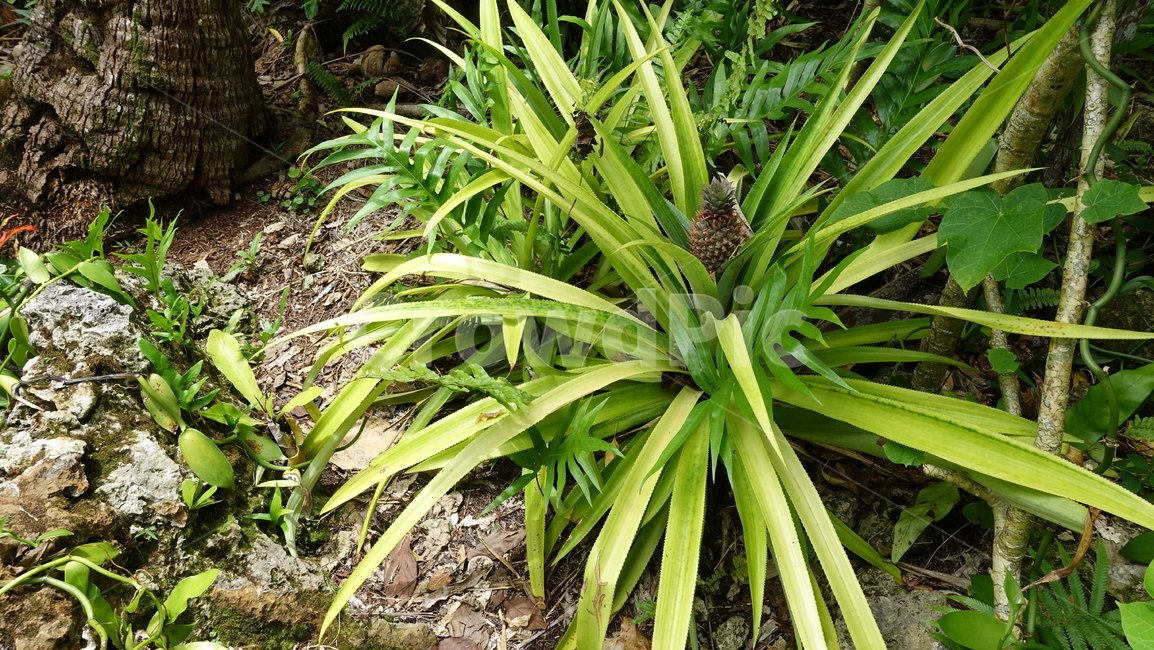green,초록,plant,식물,자연,nature,파인애플,pineapple,fruit,작물,과일