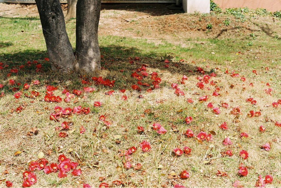 동백꽃,동백꽃잎,떨어진,꽃,잔디,꽃,flower