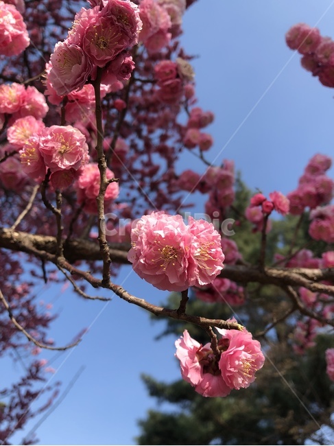벚꽃,겹벚꽃,꽃,flower,cherryblossoms,plant,식물