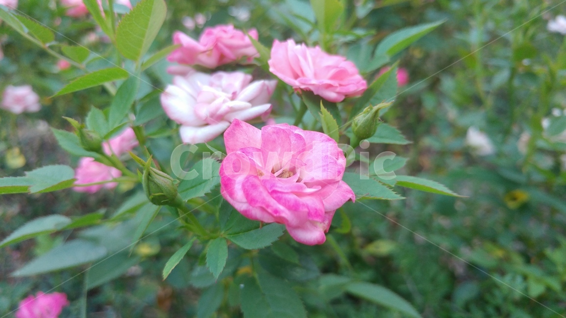 꽃,장미,분홍,분홍장미,rose,pink,flower,nature,plant,식물,제라늄,blossom,geranium