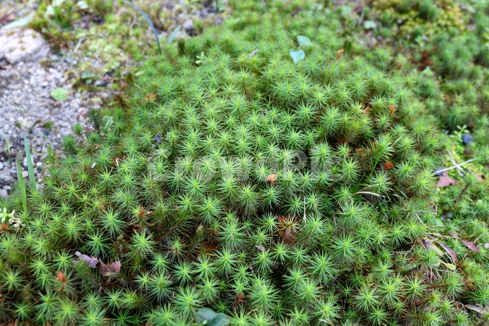 이끼,식물,자연,솔이끼,매태,녹전,선태,태선,식물,자연,plants,nature