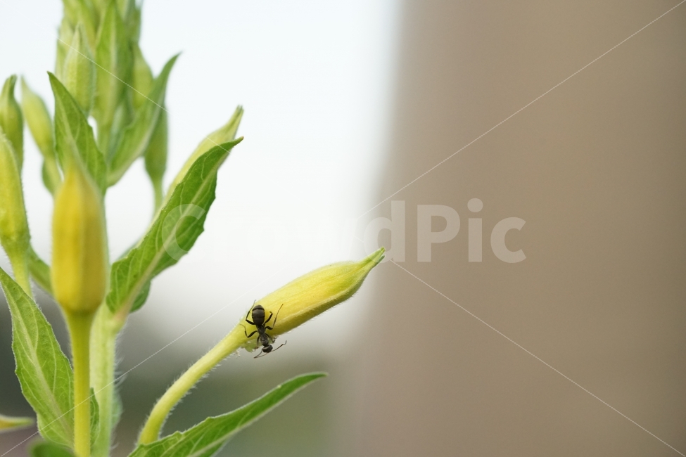 	꽃,역광,빛,개미,곤충,식물,자연,생명,풍경사진,햇빛,햇볕,느낌,감성,일상,접사,식물,자연,plants,nature,동물,animal,곤충,벌레,insect,bug