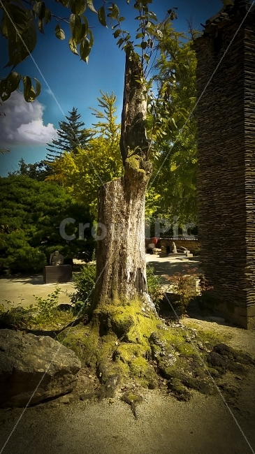 가을,고목,김천,나무,여행,이끼,직지사,풍경,힐링,tree,자연,식물,자연,plants,nature