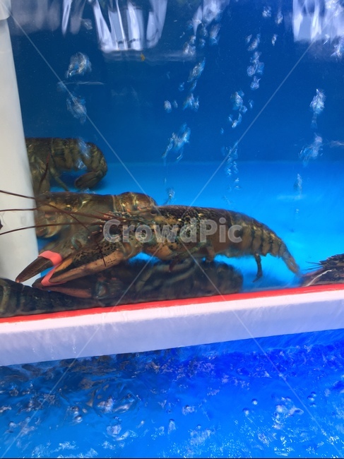 랍스터,랍스타,바닷가재,해산물,랍스타찜,음식,food