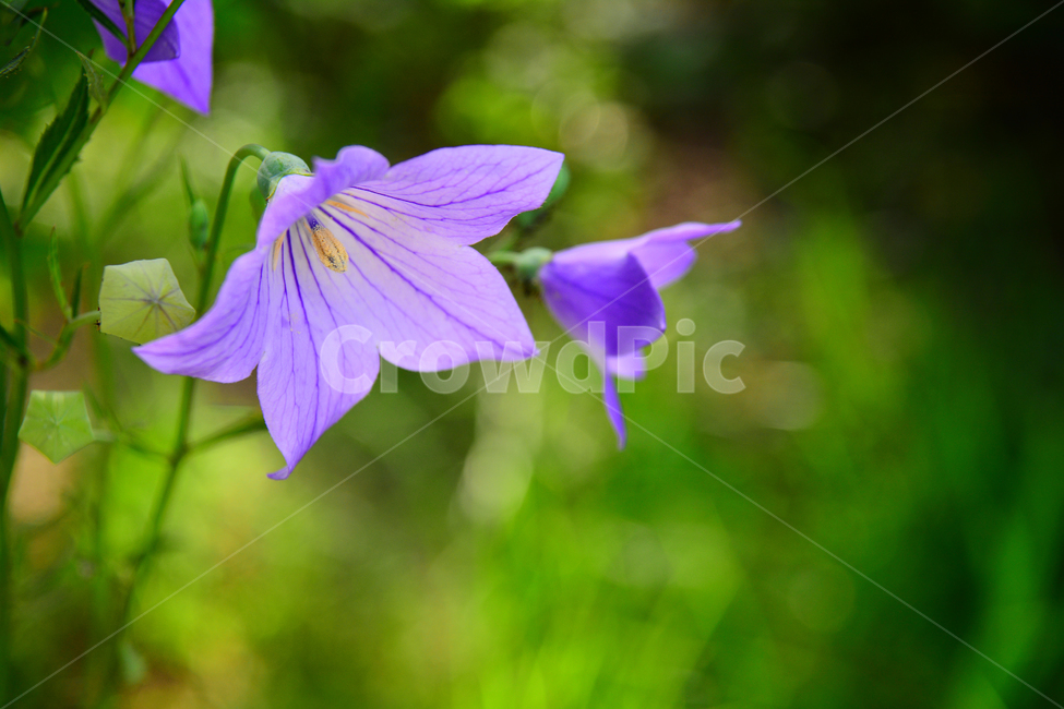 도라지꽃,꽃,약용식물,식용,보라색꽃,토종,우리꽃,여름꽃,퍼플,purple,flowers,violet,한국적,다소곳이,접사,마크로,식물,자연,plants,nature,꽃,flower