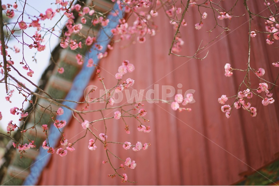 꽃,홍매화,한옥,나무,처마,봄,계절,spring,season,한국전통,한국문화,korean,식물,자연,nature,flower,봄,계절,spring,season,식물,자연,plants,nature,꽃,flower,plant,blossom,cherry blossom,벚꽃