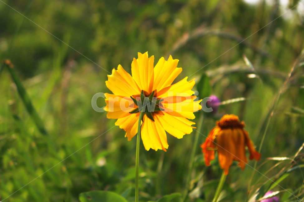 감성사진,자연,하늘,꽃풍경,풍경사진,색감,flower,sky,summer,nature,color,yellow,green,식물,자연,plants,nature,꽃,flower