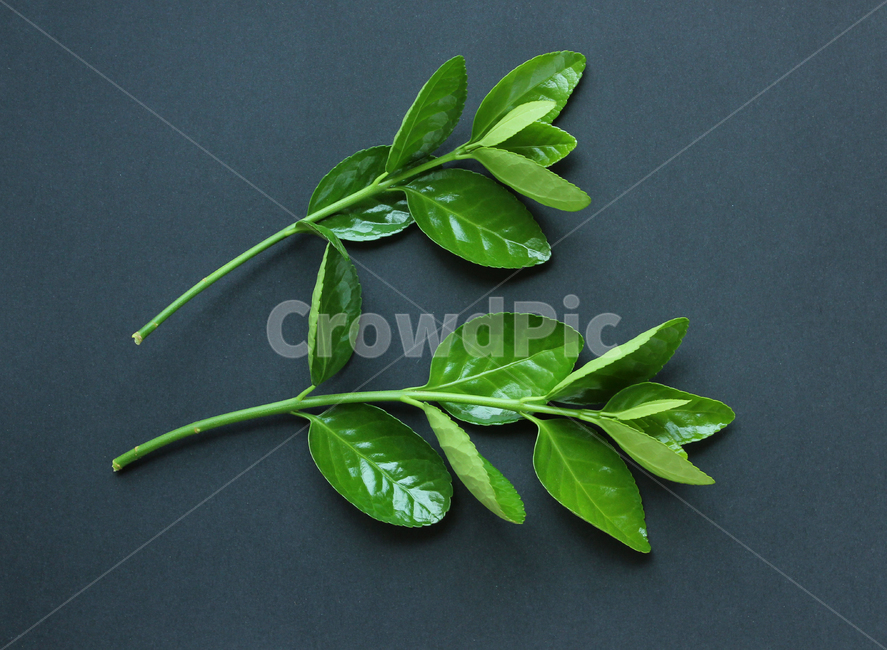 잎,나뭇잎,나뭇가지,가지,branch,closeup,fresh,green,leaf,leaves,macro,natur,nature,plant,black,잎사귀,자연,녹색,그린,클로즈업,신선한,검은색배경,탑앵글,탑뷰,블랙,검정,검은색