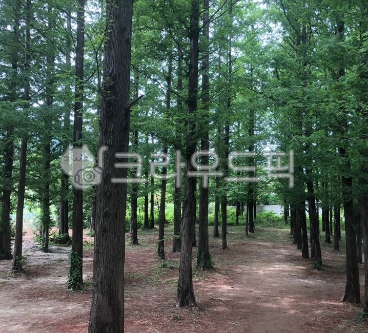 plant, 식물, woodland, nature, 자연, 사진,이미지,일러스트,캘리그라피 - 아무것도작가