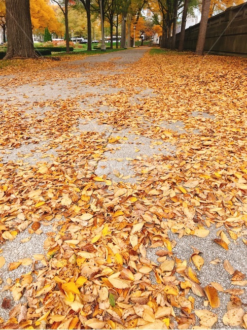 가을,낙엽,단풍,공원,노란낙엽,시카고,미국,가을,계절,fall,autumn,season,plant,식물,leaf,잎,ground,바닥,tree,나무