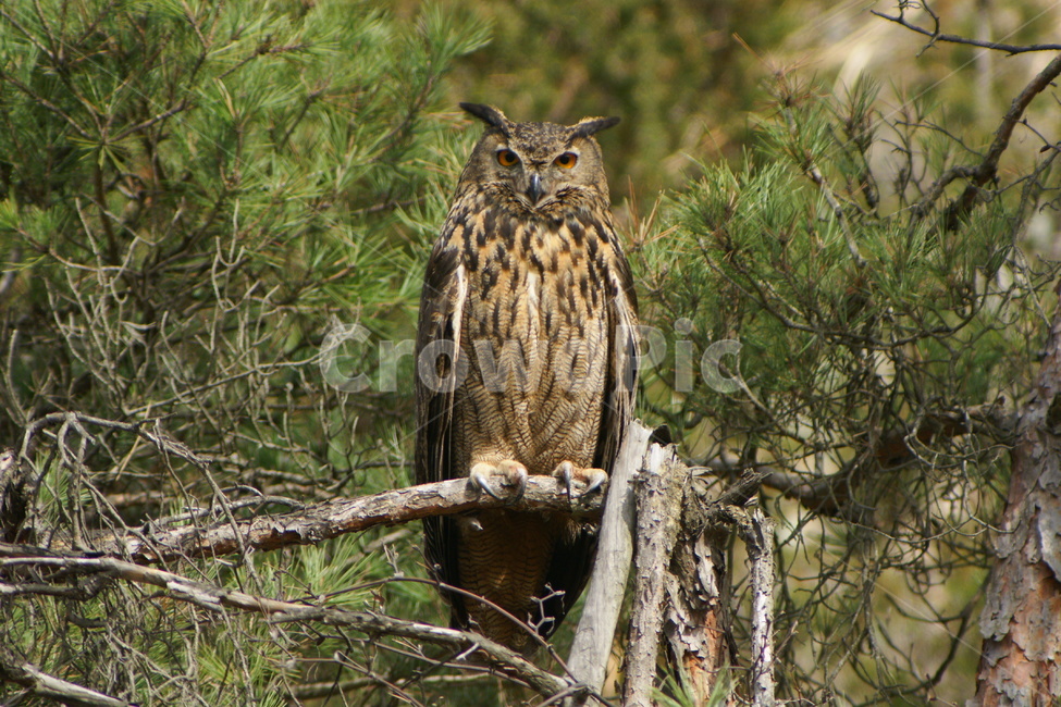 수리부엉이,부엉이,맹금류,복,텃새,동물,animal,조류,새,birds