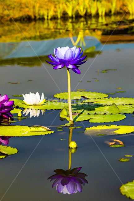 수련,에이트런스,청순,반영,연못,습지,연꽃,연,꽃,flower,식물,감성,식물,자연,plants,nature