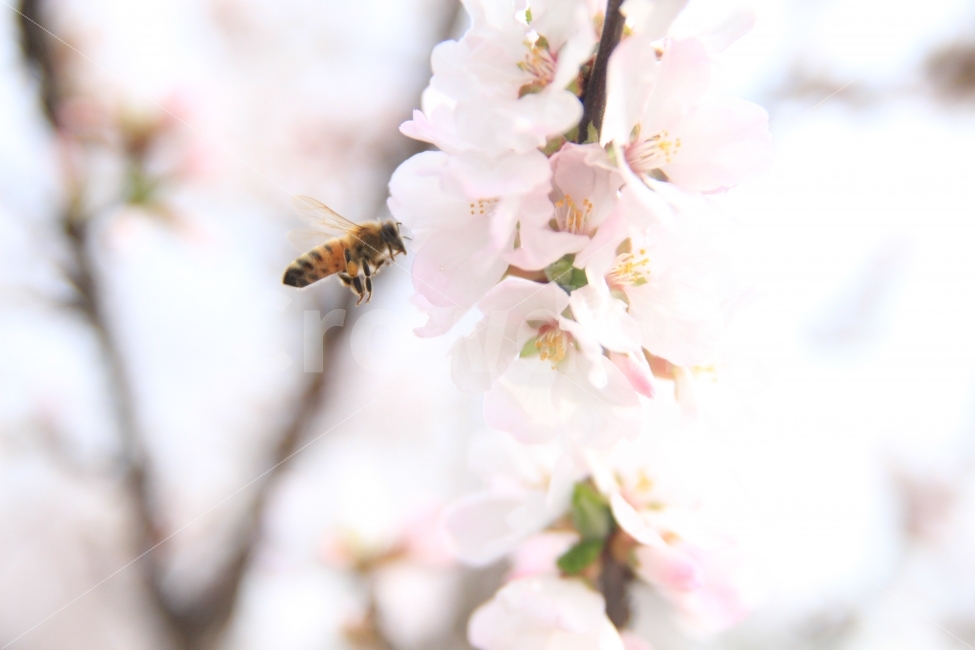 벚꽃,벌,자연,곤충,꽃,봄,식물,봄,계절,spring,season,식물,자연,plants,nature,꽃,flower,동물,animal,곤충,벌레,insect,bug,감성,sensible,feeling,bee,honey bee,꿀벌,invertebrate,무척추 동물,plant
