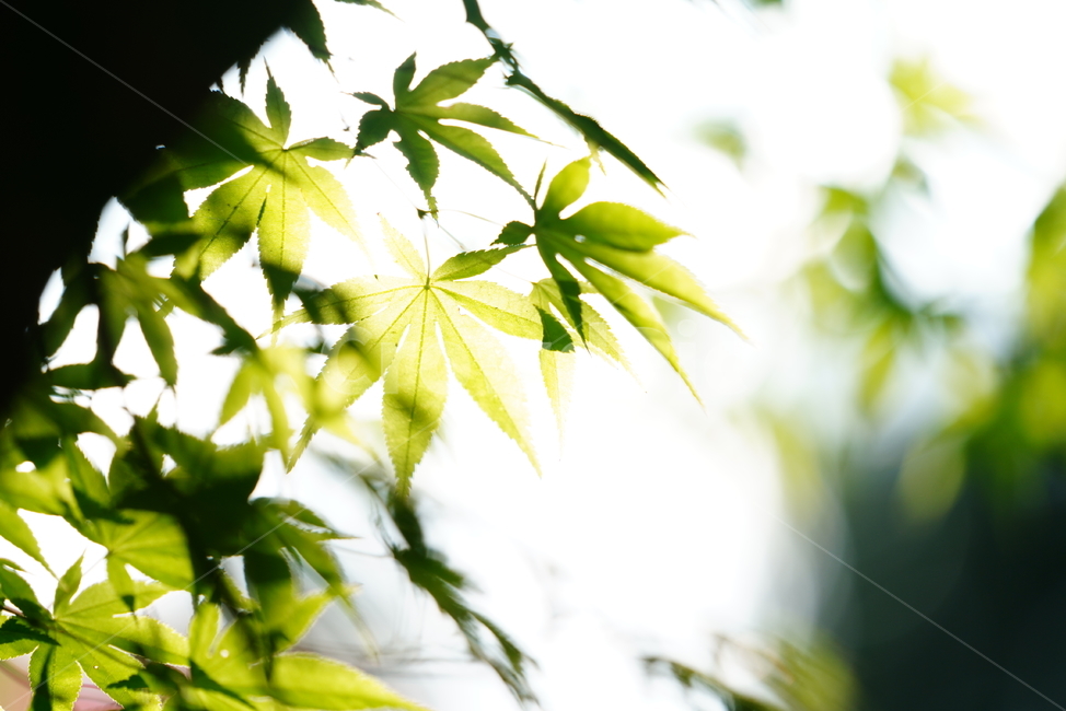 식물,녹색,그린,green,생명,생물,색감,자연,잎,식물,자연,plants,nature