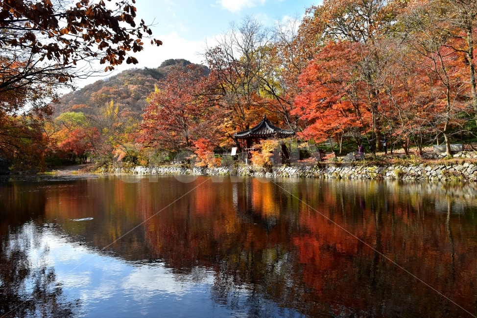 선운산,선운사,도솔천,가을,풍경,단풍,자연,탐방,파란하늘,가을색,오색,울긋불긋,알록달록,그림같은,칼라풀,뷰티플,아름다운,힐링,감성,정취,산세,명산,100대명산,nature,산,등산,트레킹,풍경사진,비경,경치,가을사진,가을색채,가을의정취,맑음,청명,사진,반영,가을,계절,fall,autumn,season,자연,풍경,nature,landscape,한국자연풍경,한국자연경관,korea nature landscape,plant,식물,tree,나무,maple