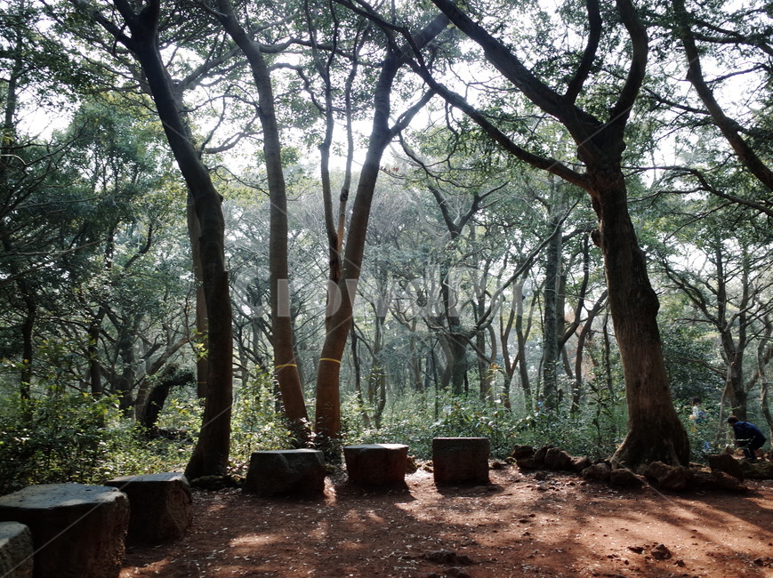 나무,식물,숲,자연,나뭇가지,나뭇잎,풍경,힐링,신선함,상쾌함,배경,plants,tree,trees,wood,forest,nature,feeling,정화,초록,green
