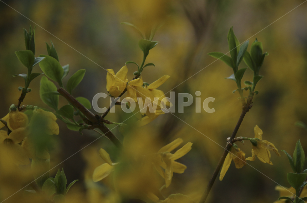plant,식물,leaf,잎,spring,봄,yellow,노란,flower,blossom,꽃,yellowflower,노란꽃,개나리