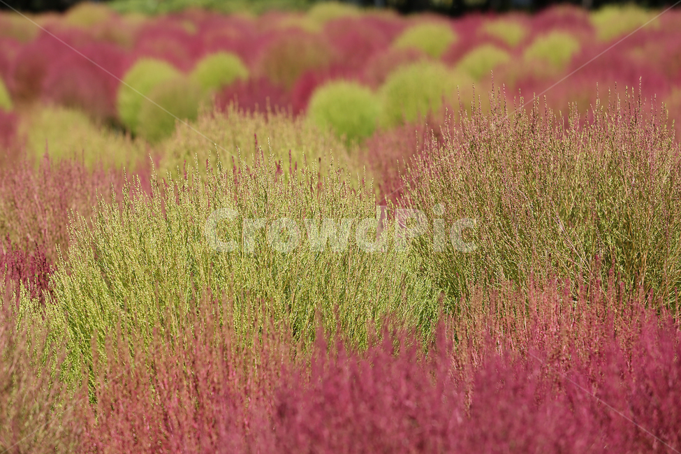 댑싸리,꽃댑싸리,가을,하늘공원,핑크,fall,park,pink,가을,계절,fall,autumn,season,plant,식물,grass,잔디