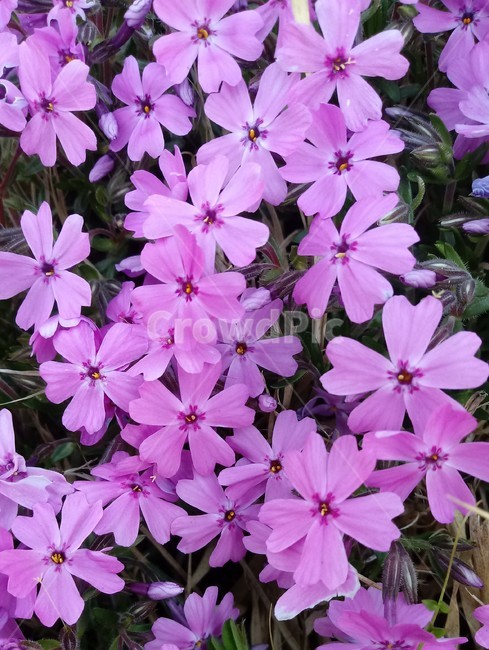 식물,꽃,plant,flower,봄꽃,꽃잔디