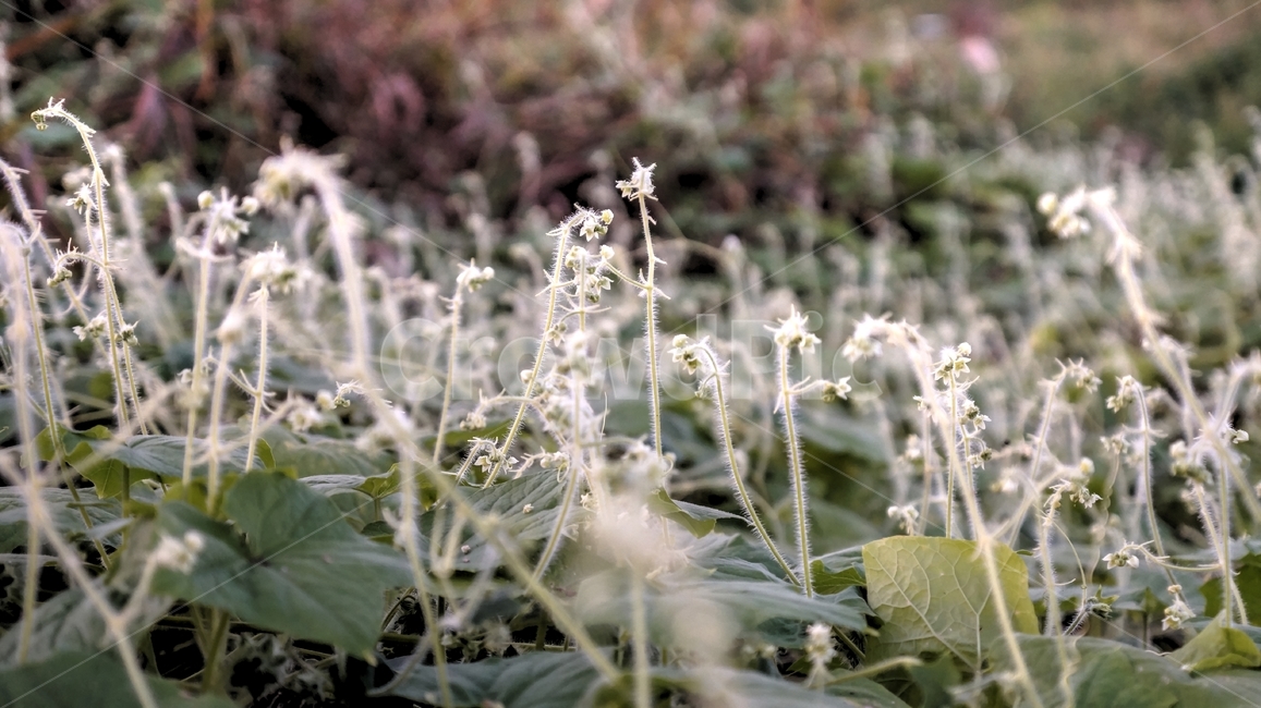 자연,식물,새싹,신비한느낌,귀여움,nature,아기자기