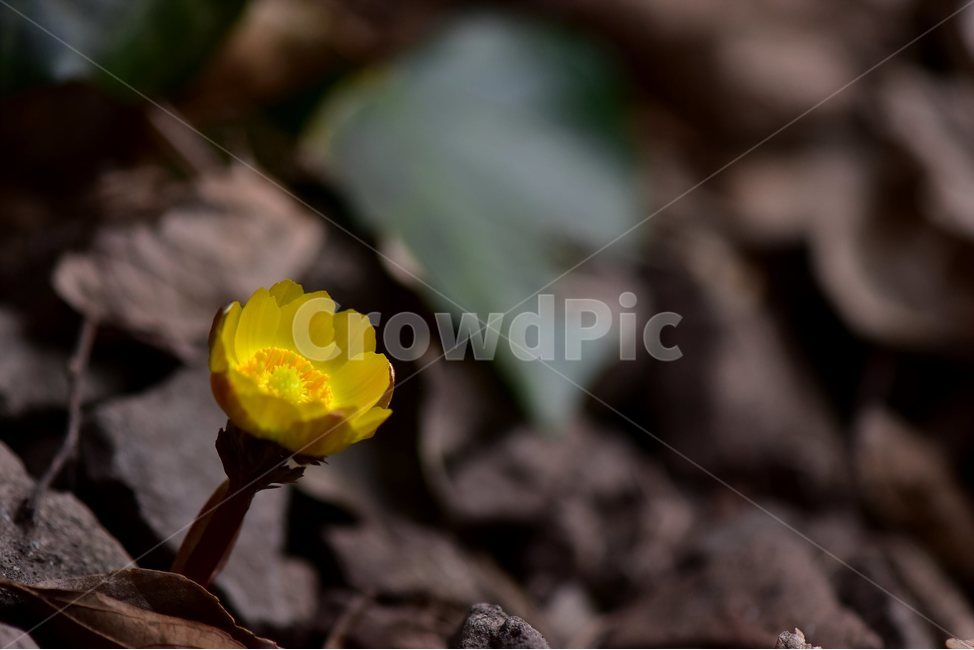 복수초,얼음새꽃,개복수초,2018년,2월,야생화,꽃,생태,식물,자연,들꽃,산꽃,봄,감성,힐링,플라워,계절,시즌,wild,Flower,plants,nature,spring,season,배경,나무,목본,풀,초본,노란색,미나리아재비과,복수초속,flower,부산,식물,자연,plants,nature,꽃,flower