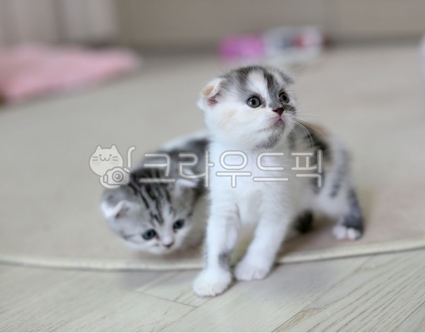 낮잠,고양이새끼,cat,고양이,반려묘,아기고양이,장난,사냥놀이,집고양이,wood,목재,flooring,hardwood,견목,floor,바닥,kitten,고양이새끼,animal,동물,mammal,포유류,pet,애완동물,형제,자매,남매,형동생,친구들,어린이들,고양이들