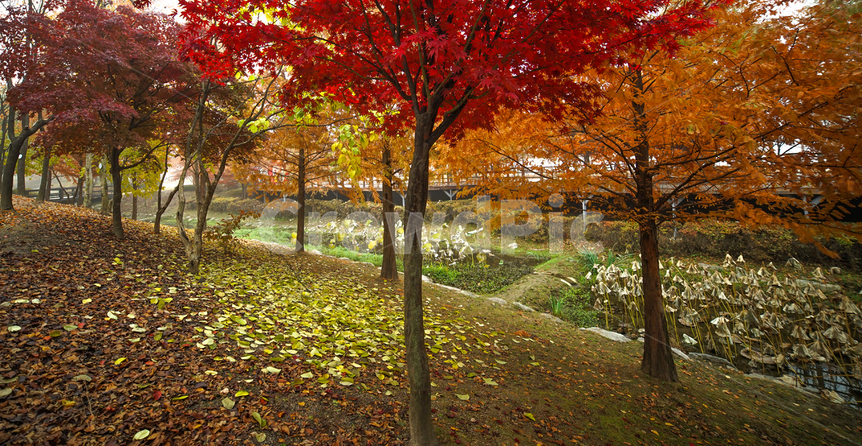 낙엽,단풍,잎,잎새,가을,나무,계절,공원,숲,가을,계절,fall,autumn,season,식물,자연,plants,nature,나무,trees,wood,tree,plant,leaf,maple