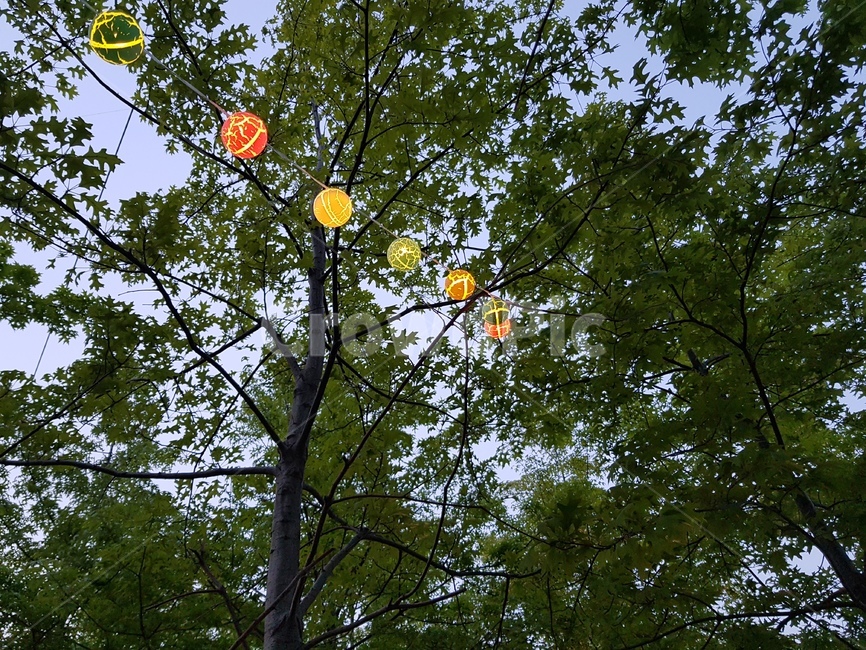 나무,하늘,전구,배경,자연,자연,풍경,nature,landscape