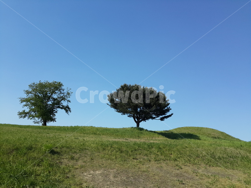 여름,하늘,들판,그리움,언덕,푸름,나무,바람,오후,summer,blue,sky,field,yearning,tree,wind,pipemma,hill,파랑,초록,green,자연,풍경,nature,landscape,grassland,목초지,들,outdoors,옥외,plant,식물