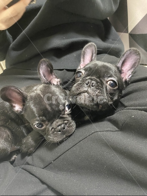 bulldog,동물,프렌치불독,dog,개,애완동물,pet,사랑스러운,귀여운,댕댕이