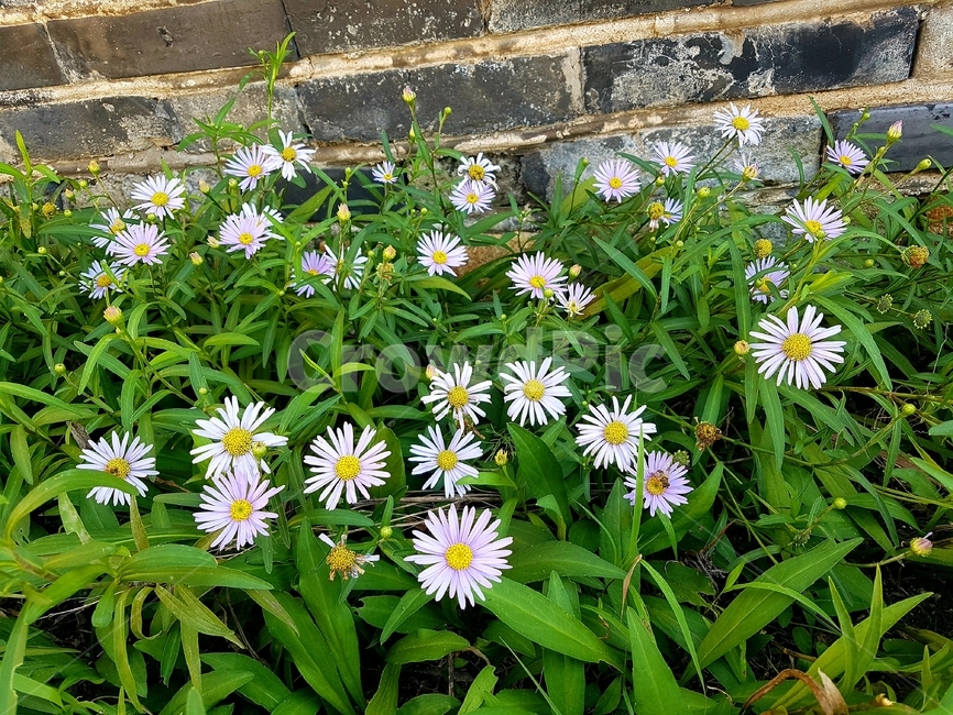 plant,식물,daisy,데이지,flower,꽃,daisies,식물,자연,plants,nature
