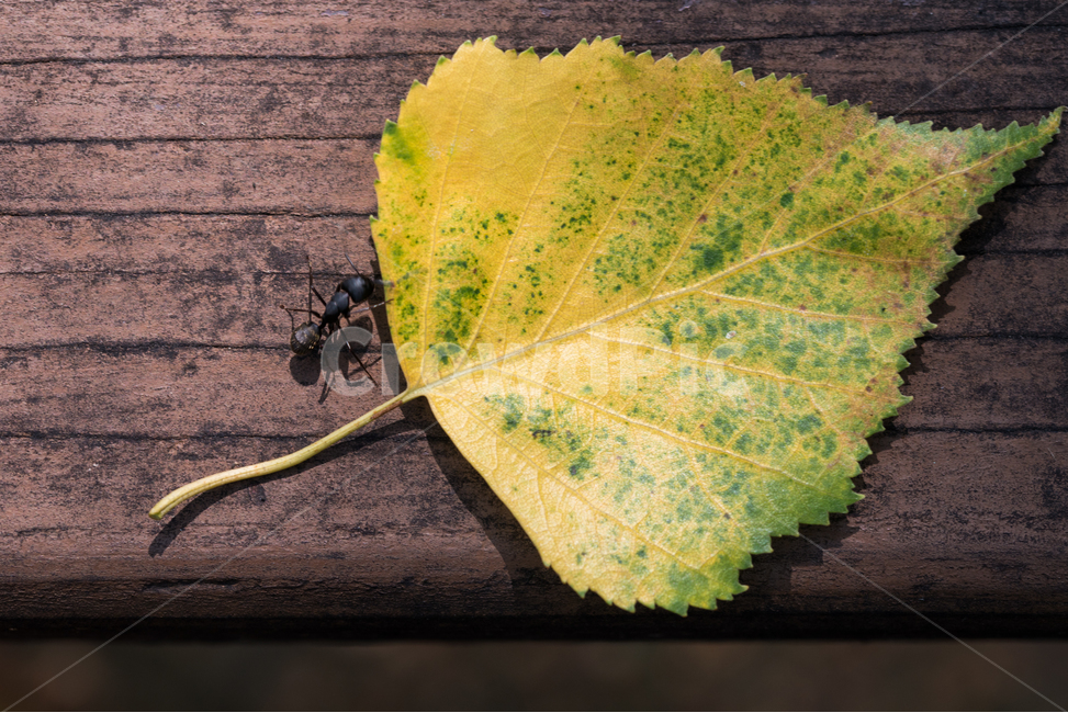 개미,나뭇잎,배경화면,목재,가을,식물,자연,plants,nature,동물,animal,곤충,벌레,insect,bug