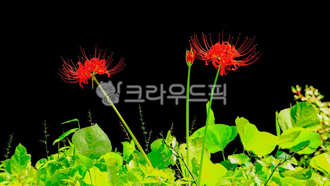 꽃무릇,상상화,꽃,가을꽃,식물,flower