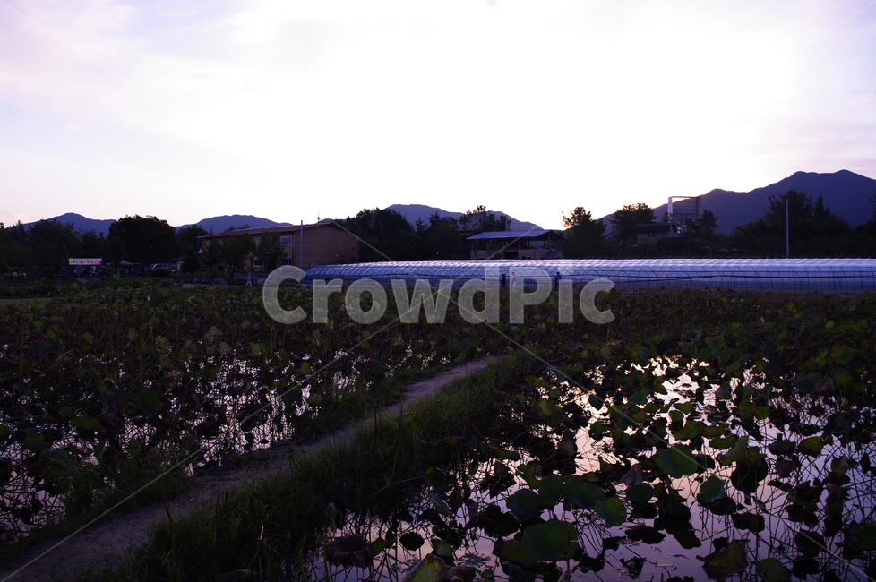 노을,일몰,sunset,연밭,풍경,자연,풍경,nature,landscape