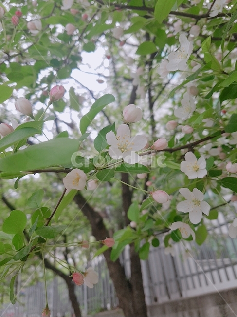 꽃,나무,자연,봄,작은꽃,봄,계절,spring,season,식물,자연,plants,nature,꽃,flower,plant
