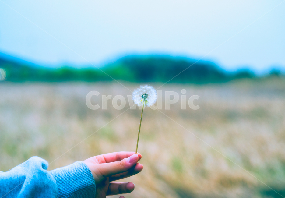 감성,자연,풍경,꽃,소원,감성사진,식물,자연,plants,nature,꽃,flower,사람,인물,인간,human,person,신체일부,몸,body,감성,sensible,feeling