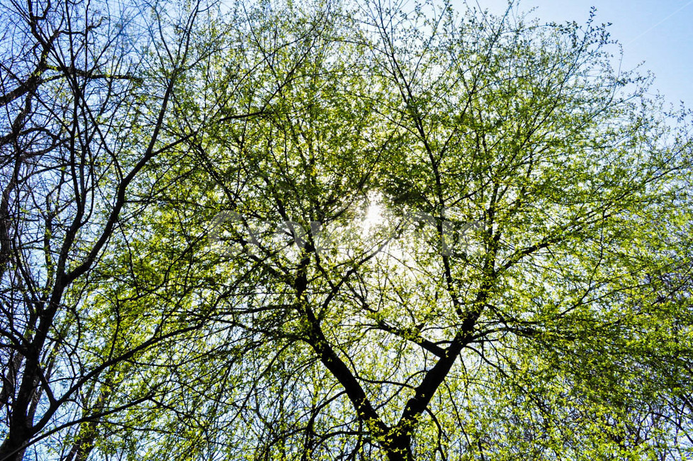 plant,식물,tree,나무,햇빛,sunshine,식물,자연,plants,nature,나무,trees,wood