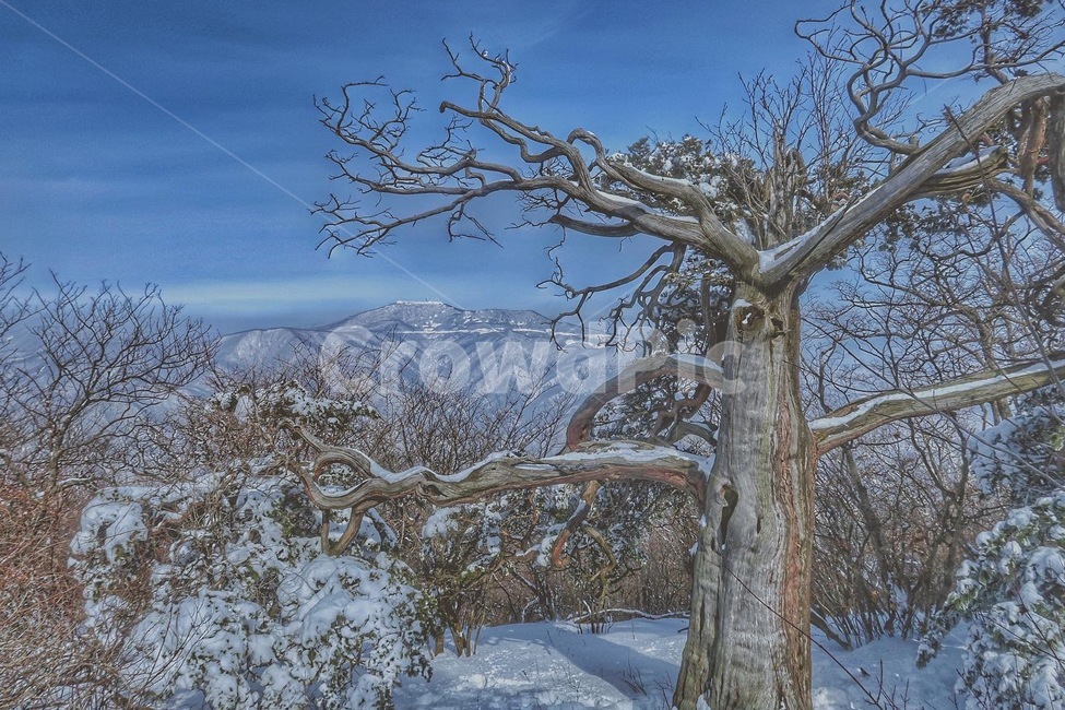 plant,식물,treetrunk,나무줄기,tree,나무,태백산,태백,설산,산,등산,눈,강원도,대한민국,태백산맥,애국심,폭설눈밭발자국겨울눈하늘풍경겨울풍경여행눈길쌓이다감성힐링눈발자국흰눈설경흔적스노우snow자연언덕화이트겨울사진배경계절winterseason,겨울,계절,winter,season,자연,풍경,nature,landscape,한국자연풍경,한국자연경관,korea nature landscape