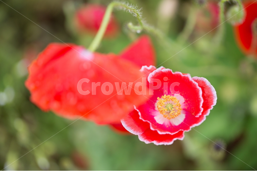 꽃,양귀비,빗방울,봄,붉은꽃,식물,자연,plants,nature,꽃,flower