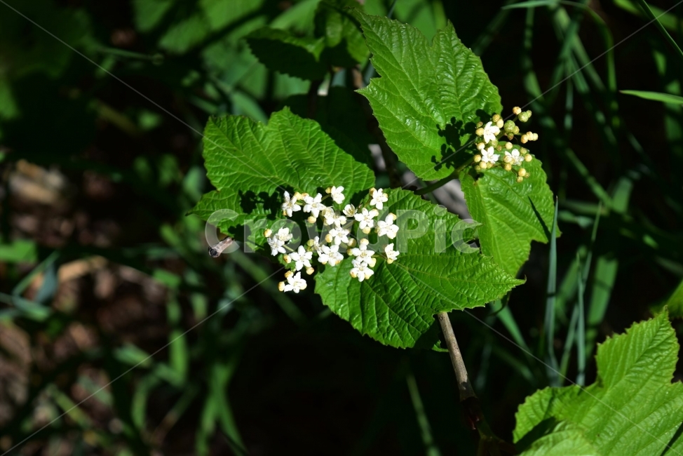 배암나무,야생화,꽃,생태,식물,자연,들꽃,산꽃,봄,감성,힐링,플라워,계절,시즌,wild,Flower,plants,nature,spring,season,배경,목본,나무,희귀식물,흰색,식물,자연,plants,nature,꽃,flower
