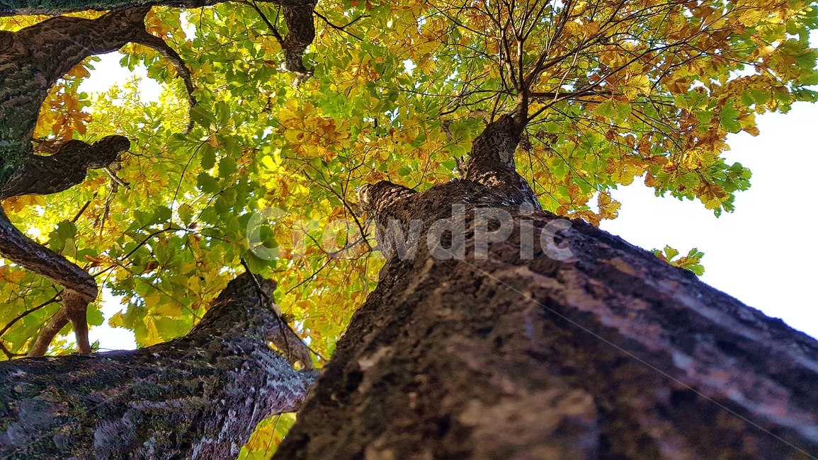 tree,나무,plant,나무줄기,treetrunk,식물,forest,식물,자연,plants,nature,나무,trees,wood