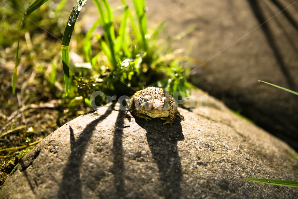 두꺼비,개구리,동물,개굴,초록,동물,animal,파충류,양서류,reptile,amphibian,휴식,힐링,rest,relaxation,healing