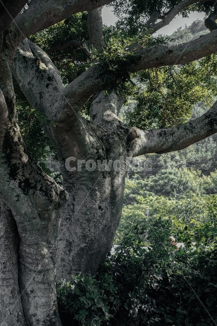 풍경,나무,초록,tree,nature,자연,green