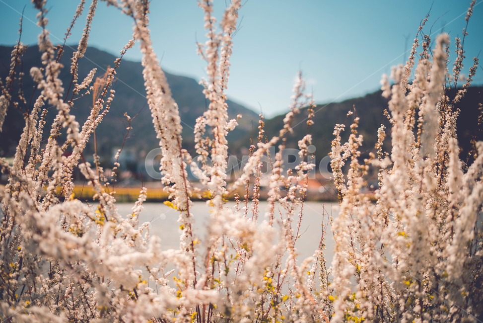 조팝나무,꽃,식물,나무,흰꽃,봄,계절,spring,season,식물,자연,plants,nature,꽃,flower,감성,sensible,feeling,grass,잔디,plant
