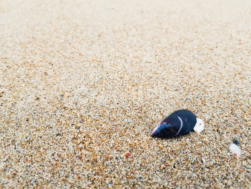 조개껍질,해변,바닷가,모래사장,모래,해변,바다,beach,sea