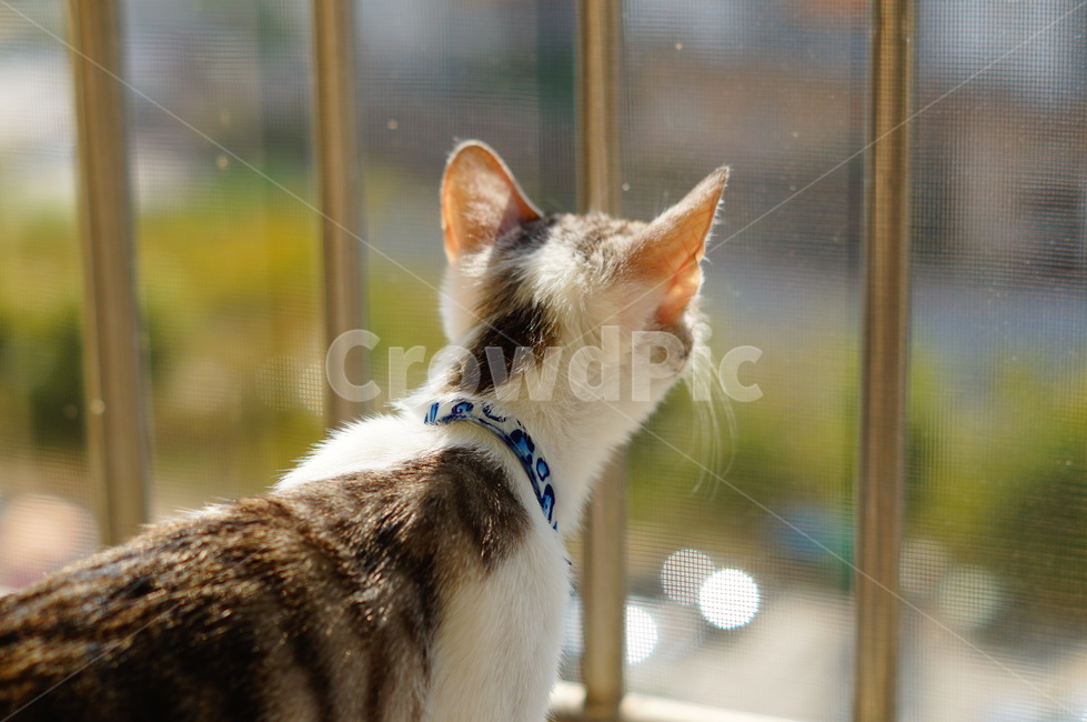 고양이,반려동물,코리안숏헤어,코숏,야옹이,anima,koreanshorthair,집고양이,kitty,cat,동물,동물,animal,포유류,mammal,고양이,cat,kitten,kitty