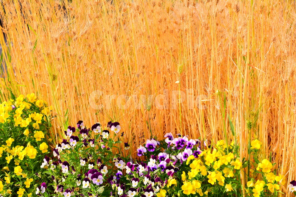 보리밭,보리,팬지꽃,풍경,시즌,곡식,노랑색,보라색,퍼플,yellow,purple,조화,자연,식물,초본,season,계절,5월,아름다운,어울림,이삭,flowers,pansy,식물,자연,plants,nature,꽃,flower