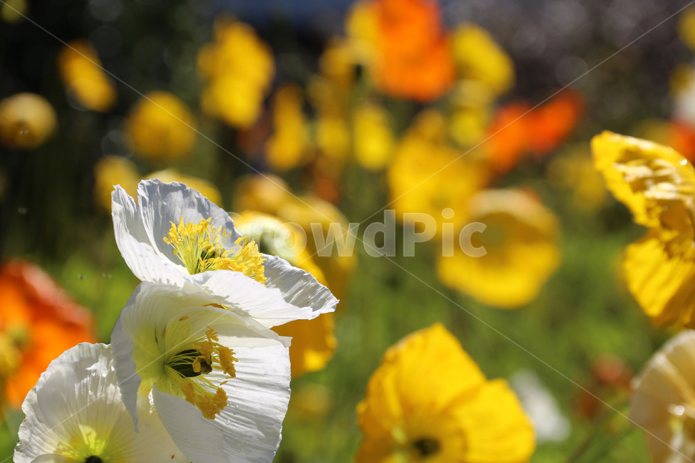 일본,가고시마,꽃,봄,자연,튤립,tulip,바람