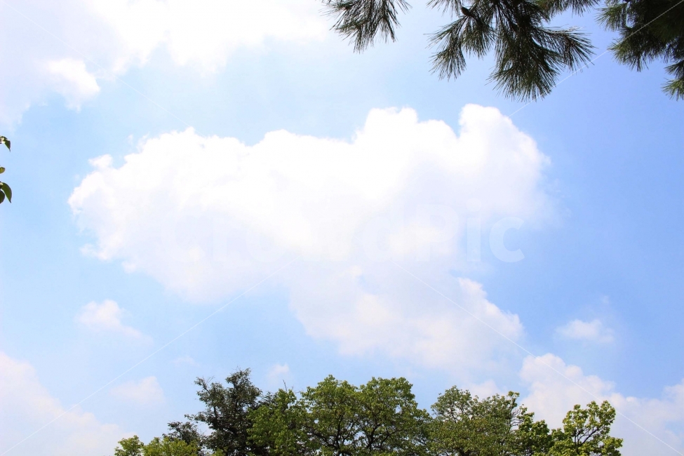 하늘,나무,식물,자연,야외,공원,정원,풍경,sky,cloud,구름,하양,하얀색,파랑,파란색,자연,풍경,nature,landscape,plant,tree,outdoors,옥외