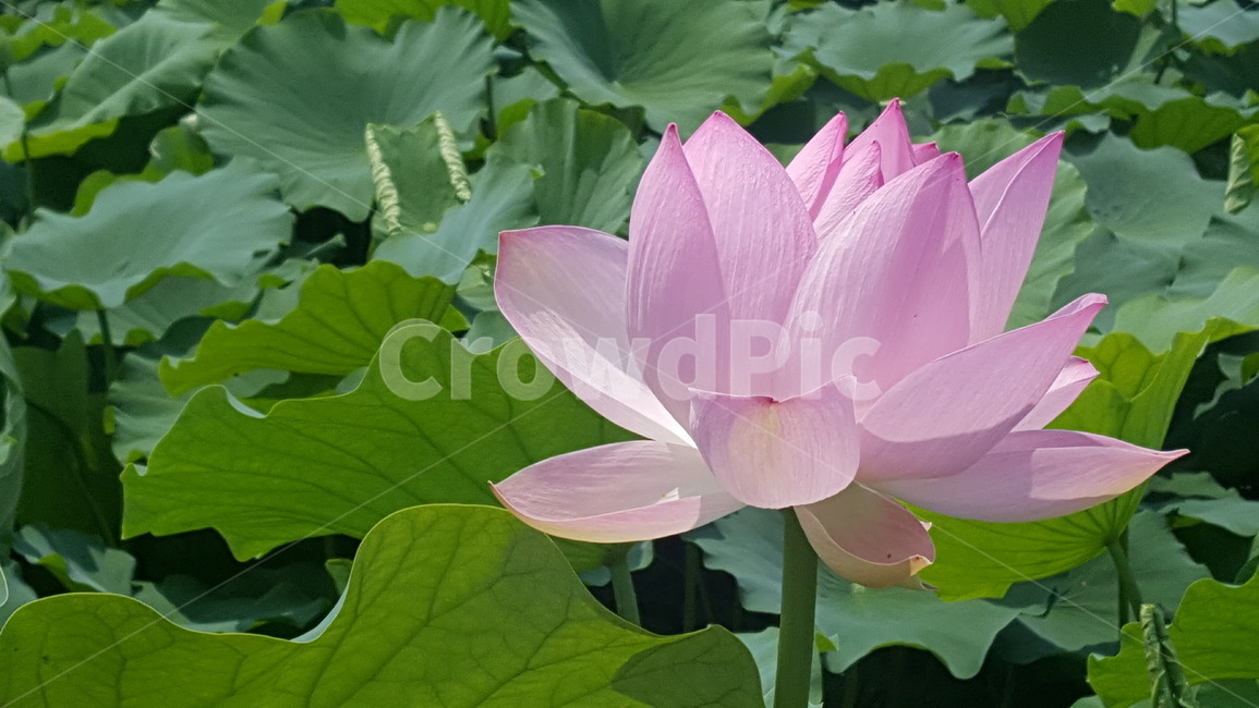 연꽃,flower,식물,꽃,연못,식물,자연,plants,nature,꽃,flower